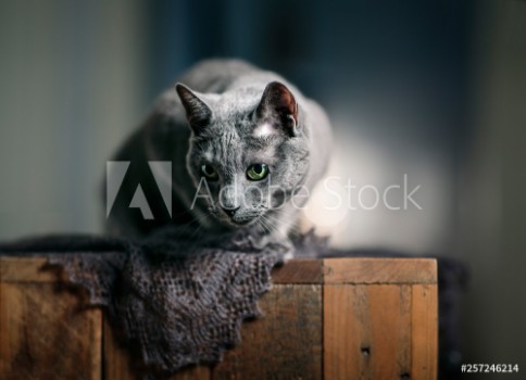 Picture of Russian Blue Cat